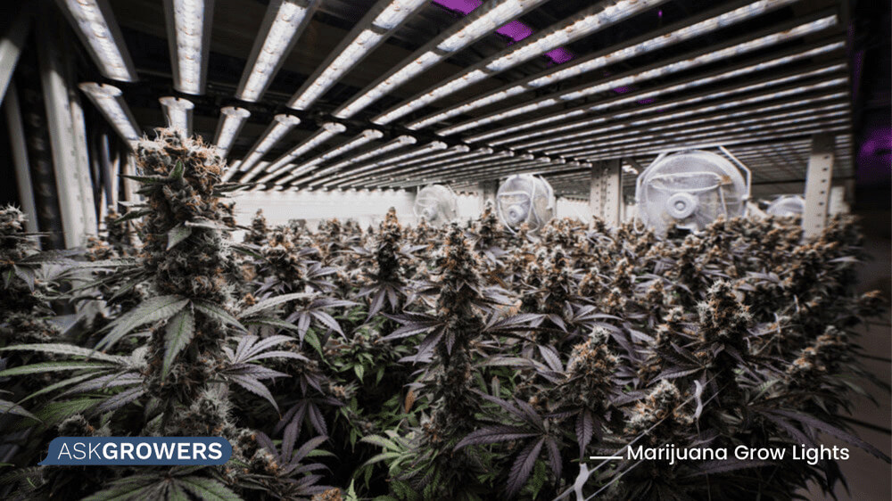 Best Grow Lights for Weed Maximizing Cannabis Growth and Yield